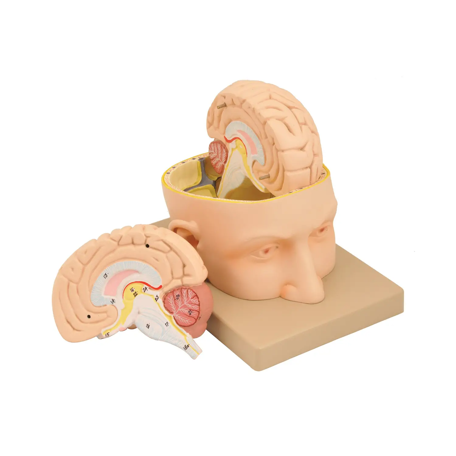 Modello Cervello Divisibile in 3 Parti – Modello Didattico Anatomico - II corpo umano