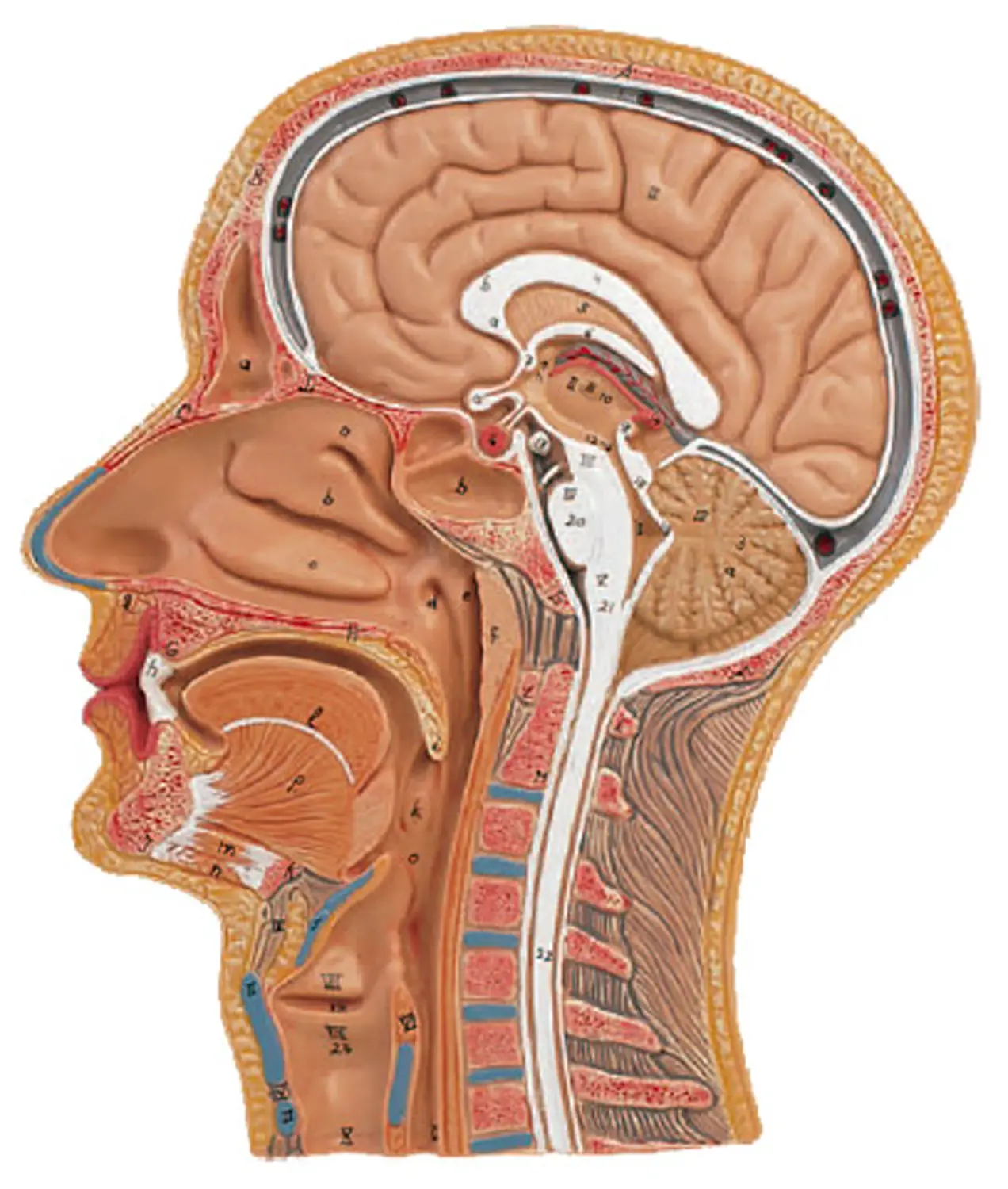 Sezione Mediana Testa - II corpo umano