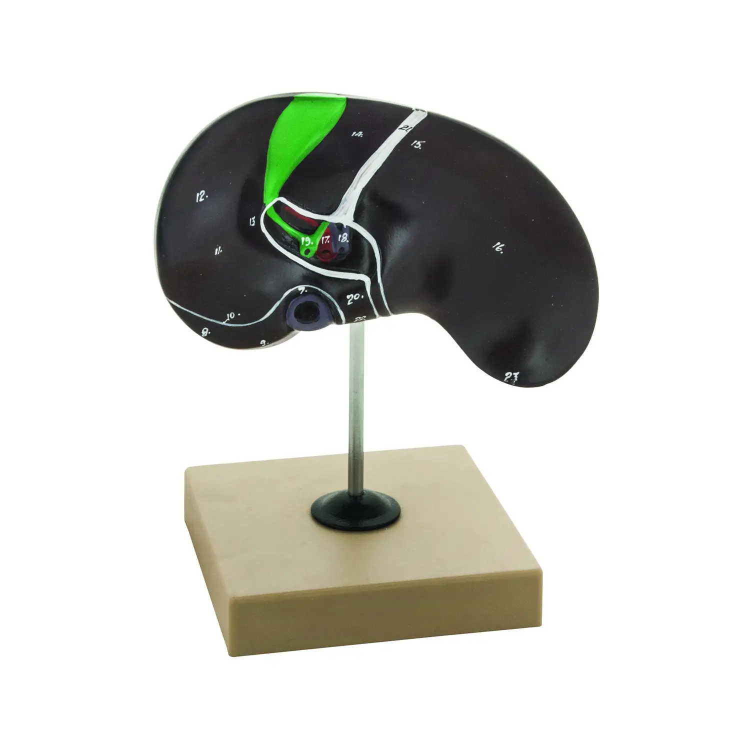 Modello Fegato – Modello Didattico Anatomico a Grandezza Naturale - II corpo umano