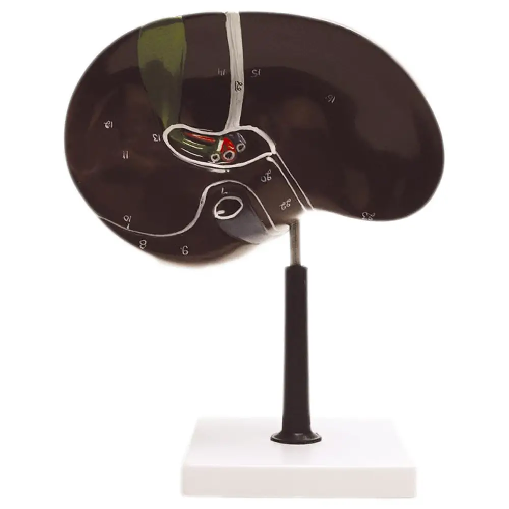 Modello Fegato - II corpo umano