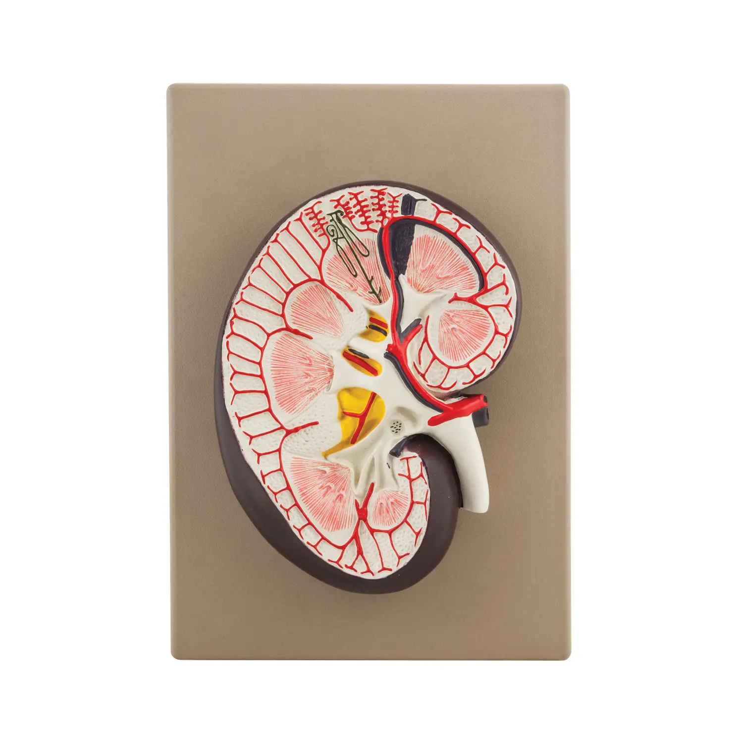 Modello Rene – Modello Didattico Anatomico Ingrandito 3x - II corpo umano