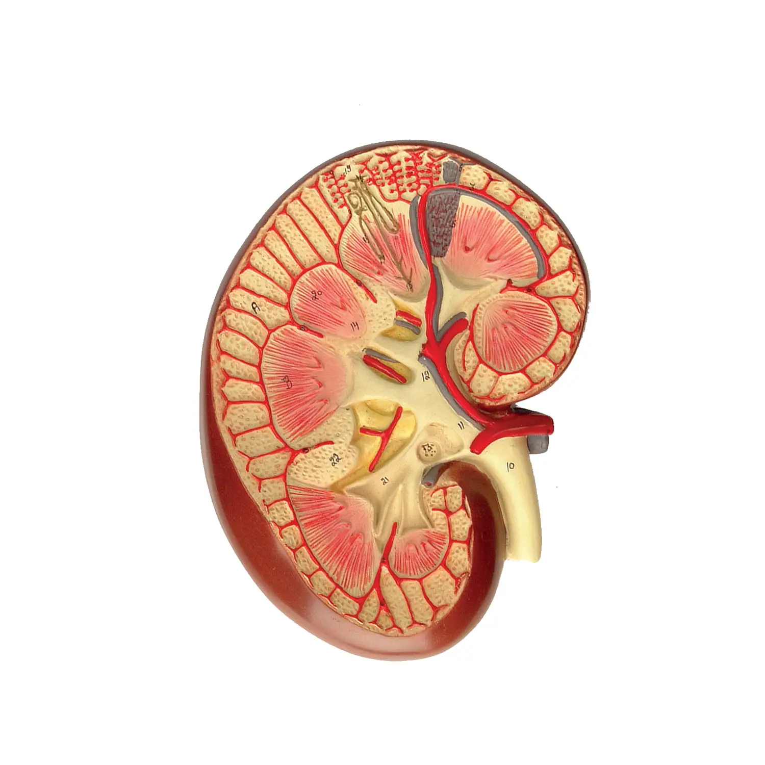 Modello Rene - II corpo umano