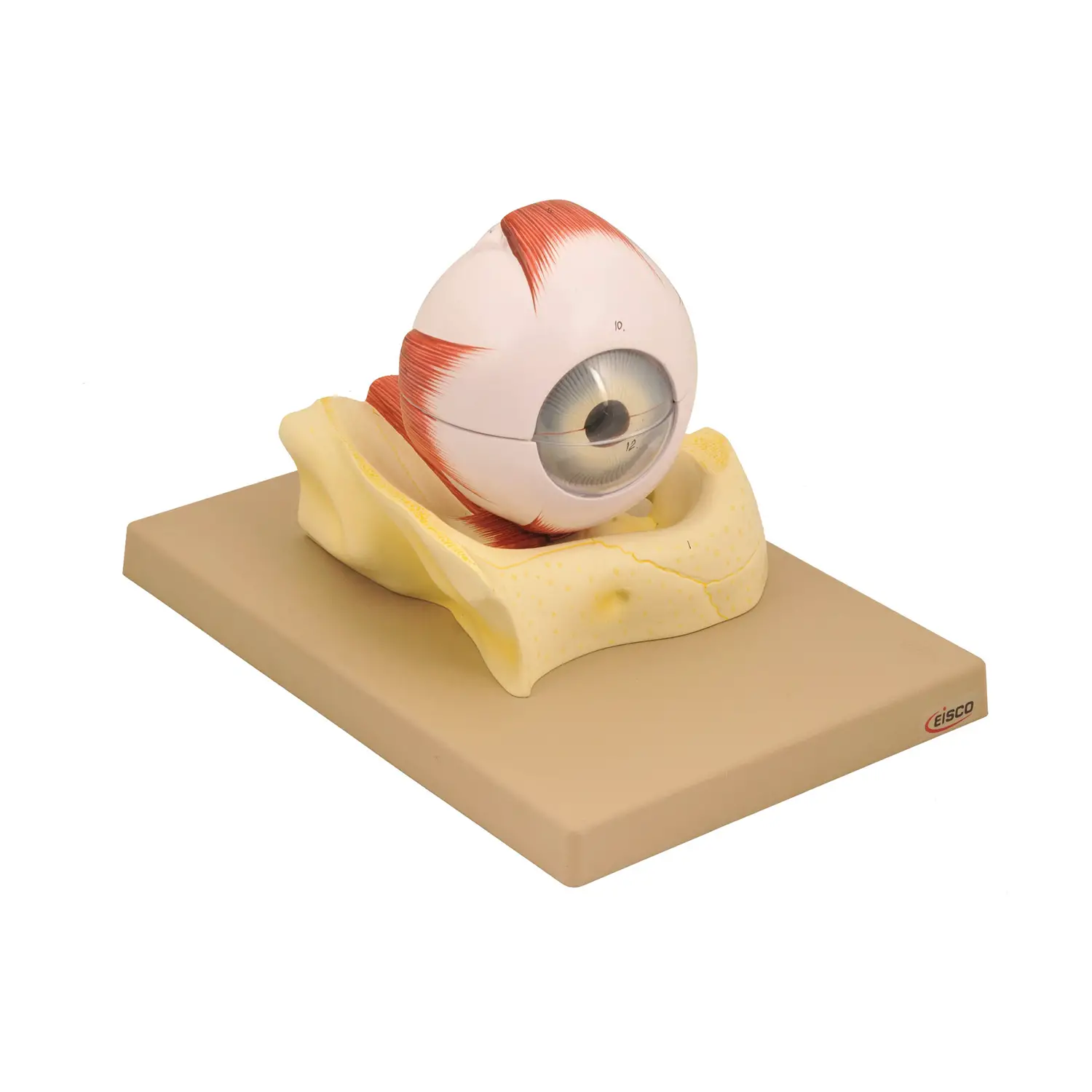 Modello Occhio Scomponibile in 7 Parti – Modello Didattico Anatomico - II corpo umano
