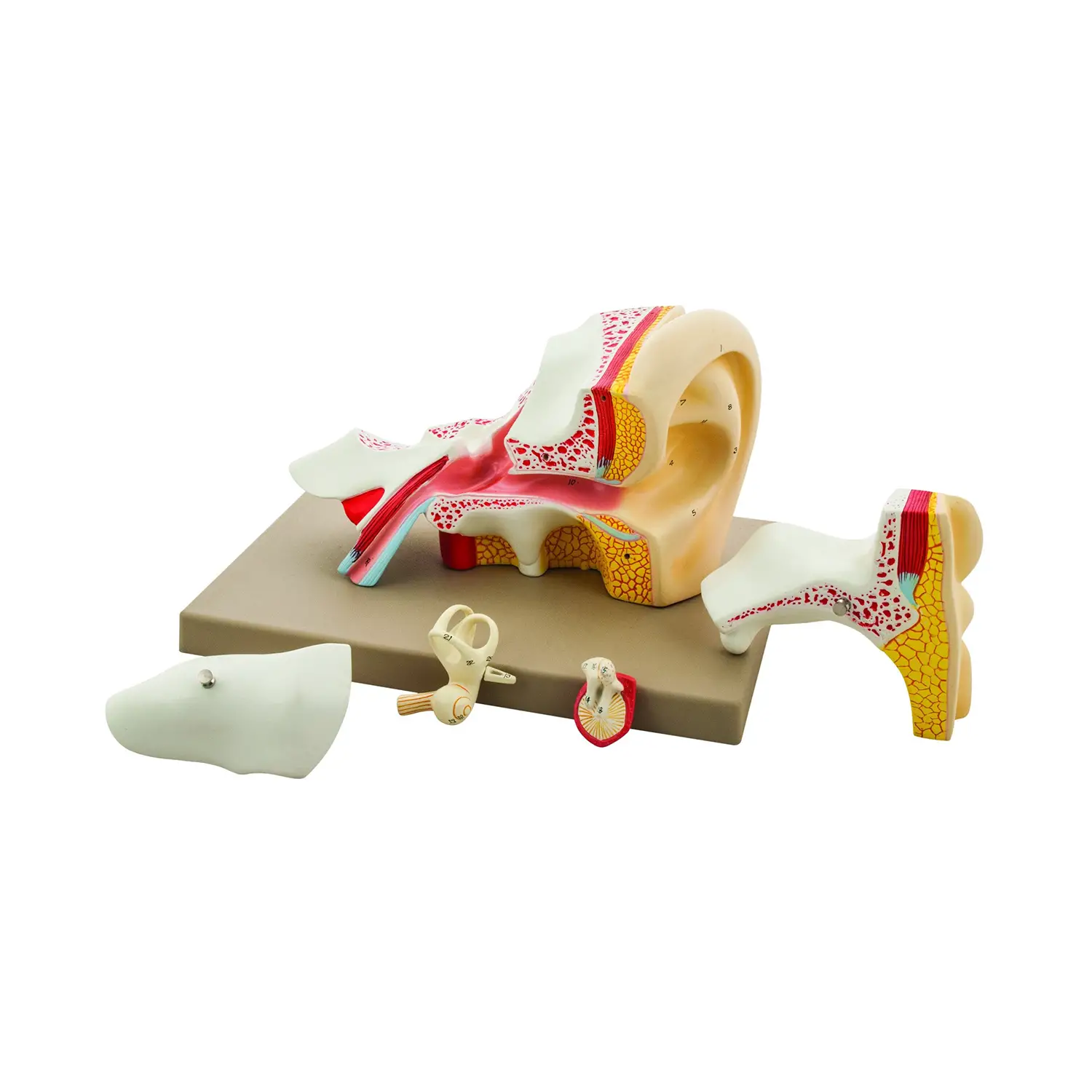 Modello Orecchio Scomponibile in 4 Parti – Modello Didattico Anatomico - II corpo umano