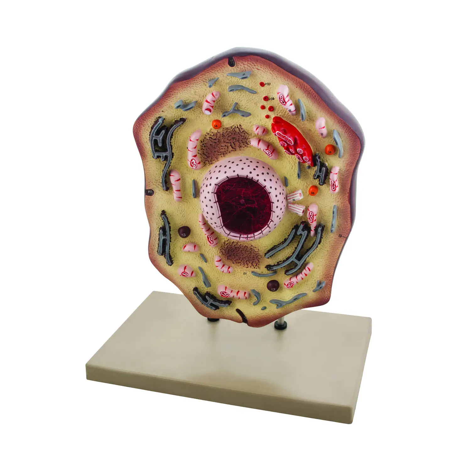 Modello Cellula Animale 1 – Ingrandimento 20.000x con Organelli Dettagliati - II corpo umano