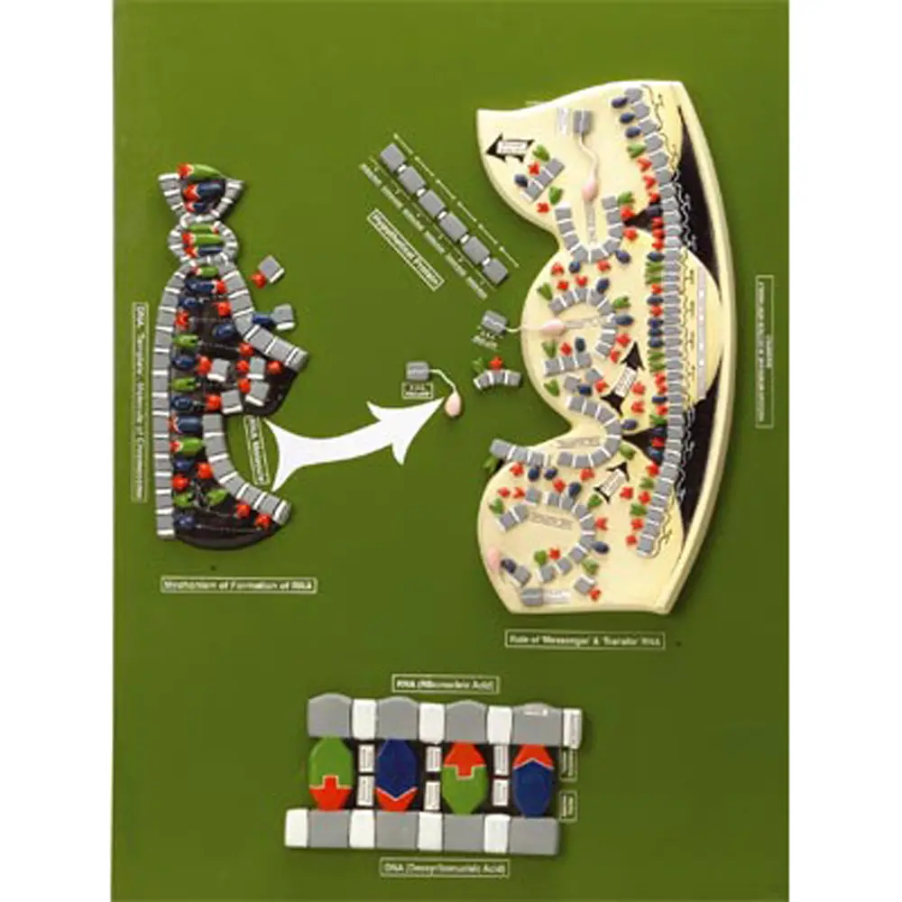 Modello Tavola Dna - II corpo umano