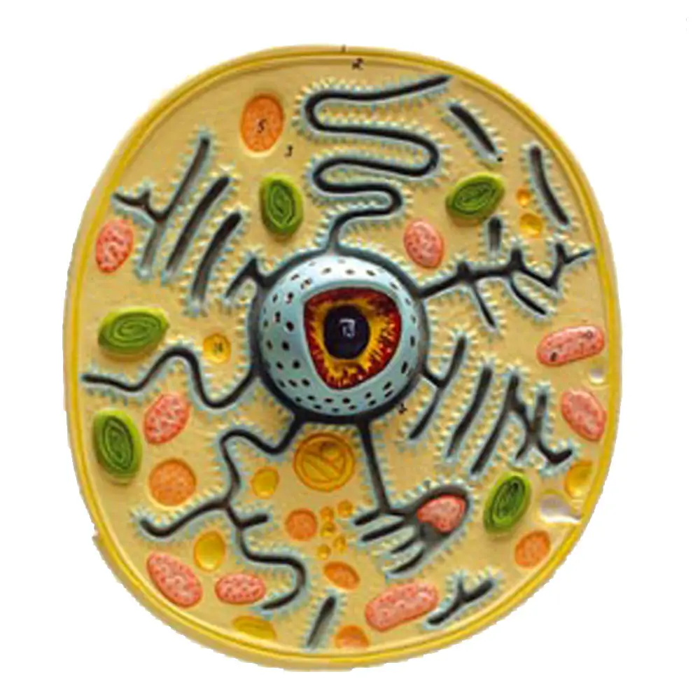 Modello Cellula Vegetale - Geografia e scienze naturali