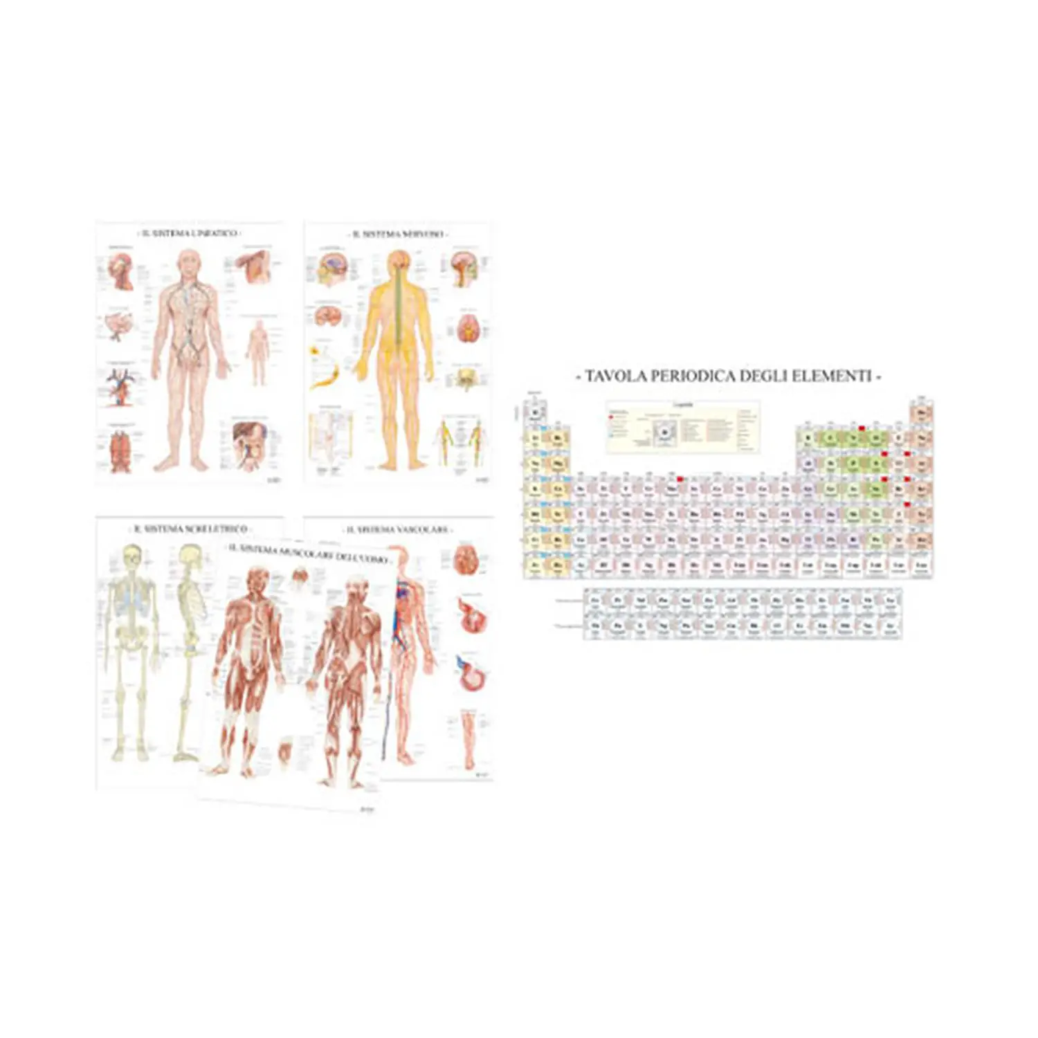 Collezione Poster Scientifici - II corpo umano