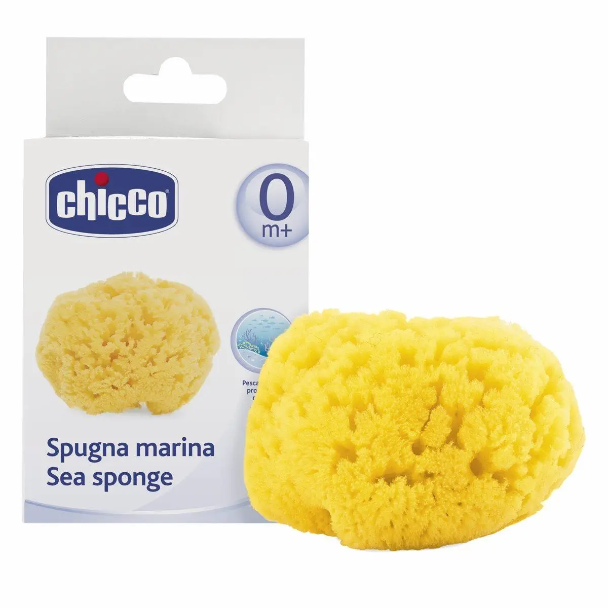 Medium Marine Sponge - Hygiene