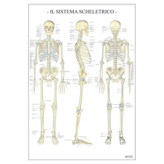 Poster Scientifico: Sistema Scheletrico - II corpo umano