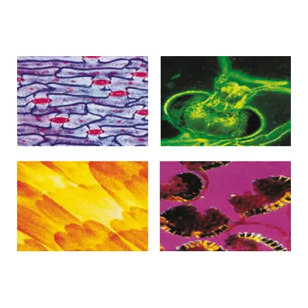 Konus Prepared Slides: General Biology