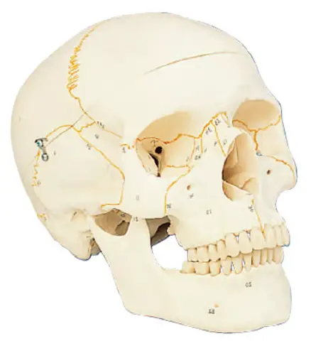 Modello Cranio Umano con Numerazione