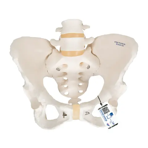 FEMALE PELVIS SKELETON