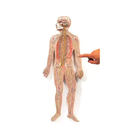 Modello Sistema Nervoso Deluxe