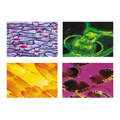 Konus Prepared Slides: General Biology