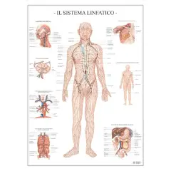 Scientific Poster: Lymphatic System