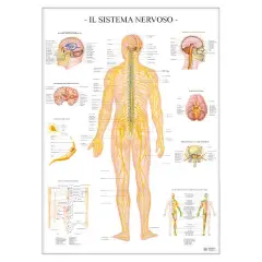 Science Poster: Nervous System