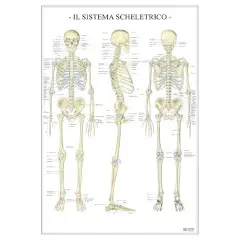 Scientific Poster: Skeletal System
