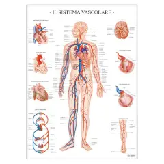 Scientific Poster: Vascular System