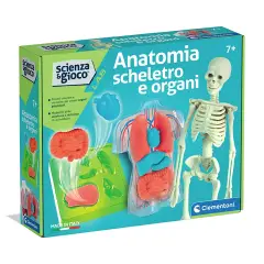 Anatomia Scheletro E Organi